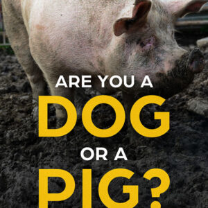 Are you a Dog or a Pig?